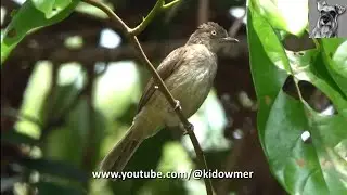 CREAM-VENTED BULBUL