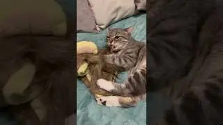 Киса задрала Льва🦁 #kitten #cute # в мире животных #