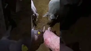 Как Свиньи могут поедать своих же особей, если они голодные.