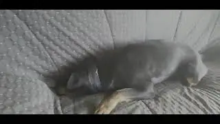 Ротвейлер 