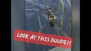 MAJOR BLOW-UPS TOP WATER STYLE!! | CRAZY!!