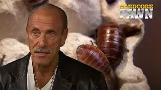 Madagascar Hissing Cockroach | Hardcore Pawn | Season 8