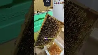 Столько мёда в одной рамке #пасека #пчеловодство #bienenhaus #пчелопродукты #мёд #соты #bee #шок