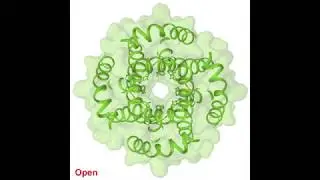 Closed and open states of human ion channel TRPV6