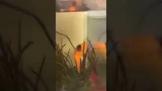 So they can fly and breathe under water..?