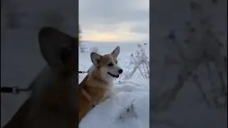 Зима в Санкт-Петербурге❄️🎄 