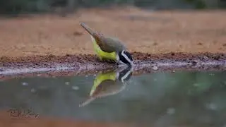 Great Kiskadee Drinking with Reflection