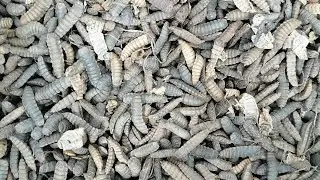 Наконец-то, чёрная львинка у меня в хозяйстве завелась)