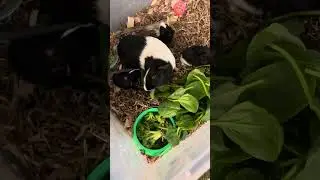 2 Day Old Guinea Pigs Eating Spinach