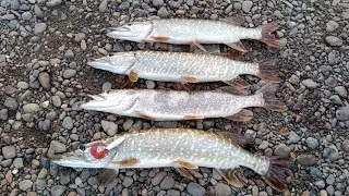 Щука на джиг! Река Томь.