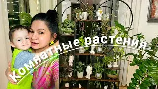КОМНАТНЫЕ РАСТЕНИЯ НАША НОВАЯ ЭТАЖЕРКА