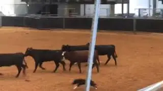 17/11/02 Jewel- the actual winning Finals run-cows