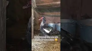 #утюня