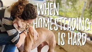 How to deal with DISCOURAGEMENT when homesteading