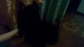 Смешно стучит лапкой
