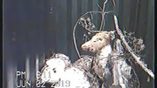 Video from VHS tape found in the dumpster behind Walmart pt.1