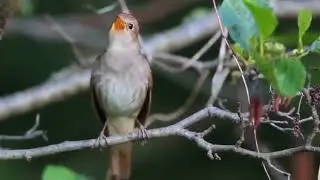 Поющий соловей! Редкие кадры.  Наслаждайтесь!