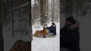 Зимние забавы с тигрицей Шанель. Winters games with my tiger Chanel