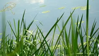 This is how FROGS CROAK on a summer morning