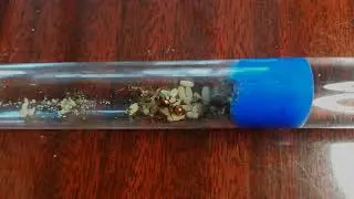 Жёлтый муравей-амазонка (Polyergus rufescens)