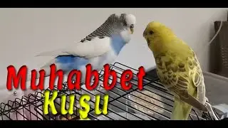 Muhabbet Kuşunuzu Kesin Öttürecek Ses!