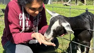 Feeding and petting goats 🐐 😍