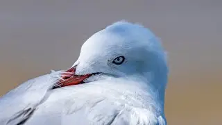 Birds of the Bay - Sit Back And Relax