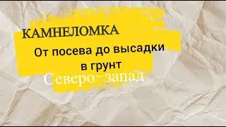 Камнеломка от А до Я. От посева до высадки в грунт.