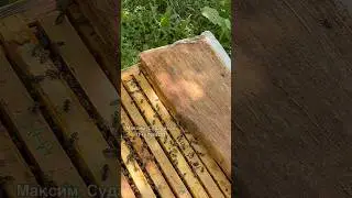 Пчеловодство: стартер и воспиталка для успешной пасеки!