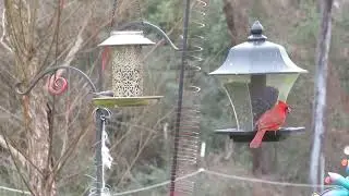 birdcam20250222