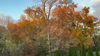 Backyard color at Sunset 10/30/23