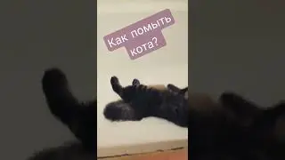как помыть мейн-куна? 🤣