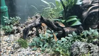 Aquascape Natural