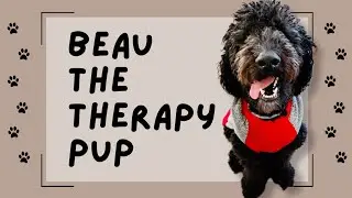 Beau Beau the Therapy Pup 👓 #dogs #cuteanimals