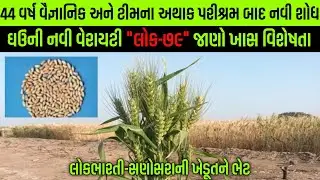 ઘઉંની નવી જાત"લોક-૭૯"વિશે માહિતી/ઘઉંની લોક-1 જાત/ઘઉંનું સંશોધન/ghau ni navi jat-lok 79@Kheti_walee