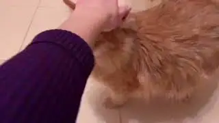 Сальва 😸