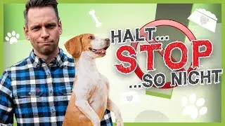 How to stop your dog in ANY situation (100% stop signal)
