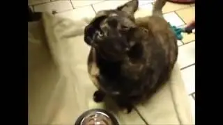 funny cats