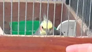 Критик барабанщик