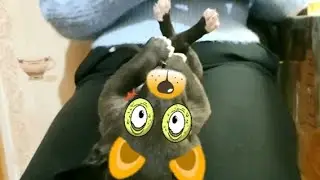 Собака-кусака отдыхает👀🐶