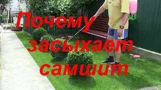 Protect your boxwood from fireweed before it's too late.