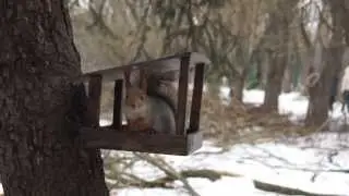 Белка песенки поёт, да орешки всё грызёт.