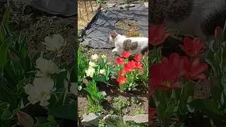 Обход владений...