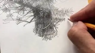 43  СОСНА  2 часть