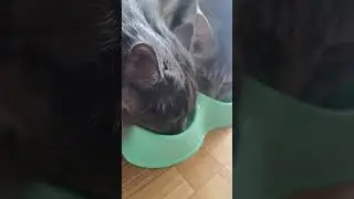 ОБЗОР КОТОВОГО КОРМА ИЗ МЕТРО! 
