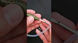 Add Rattles to Plastic EASY - Nikko Baits Zaza Super Ned and Rattle-Snaker tool