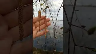 Ждем 2 дня и откроем розы
