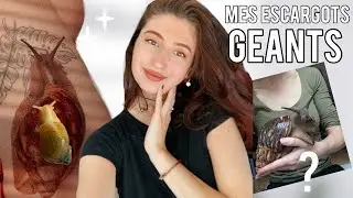 JE VOUS PRÉSENTE MES ESCARGOTS GÉANTS D'AFRIQUE