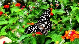 Glitch Butterfly (IDM part)