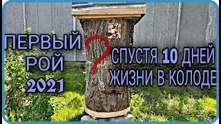 Рой 2021 спустя 10 дней жизни в колоде|ловля роев|колода для пчел
